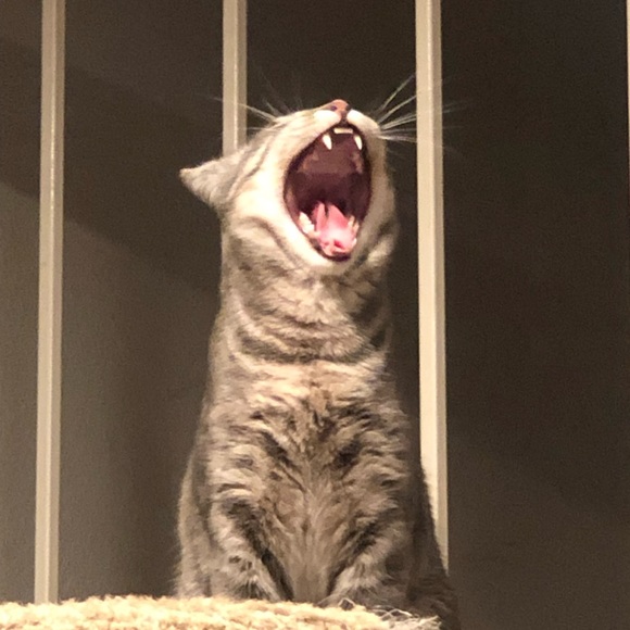 Meet your Posher, Kristen - Picture 5 of 13